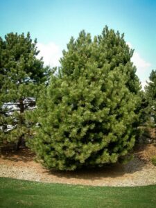 Сосна Чёрная (Pinus Nigra) купить по цене от 270.00р. в интернет-магазине «Посадика» с доставкой почтой в в Шатурае и по всей России – [изображение №1].