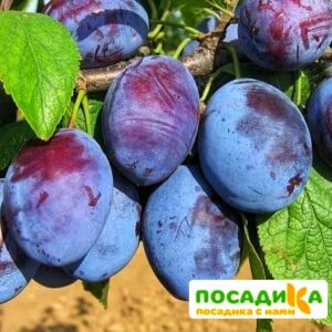 Слива Чачакская ранняя купить по цене от 229.00р. в интернет-магазине «Посадика» с доставкой почтой в в Шатурае и по всей России – [изображение №1].