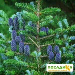 Пихта корейская (Abies koreana) купить по цене от 450.00р. в интернет-магазине «Посадика» с доставкой почтой в в Шатурае и по всей России – [изображение №1].