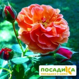 Роза Арабия купить по цене от 350.00р. в интернет-магазине «Посадика» с доставкой почтой в в Шатурае и по всей России – [изображение №1].