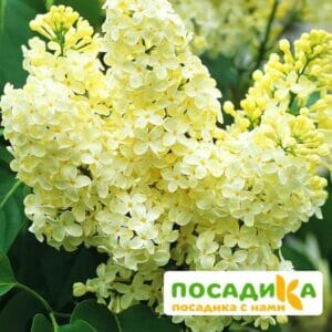 Сирень Примроуз (Primrose) купить по цене от 529.00р. в интернет-магазине «Посадика» с доставкой почтой в в Шатурае и по всей России – [изображение №1].