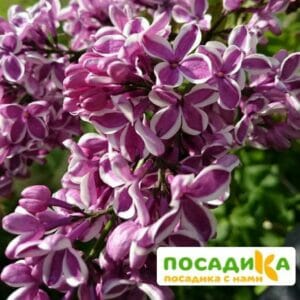 Сирень Сенсация купить по цене от 529.00р. в интернет-магазине «Посадика» с доставкой почтой в в Шатурае и по всей России – [изображение №1].