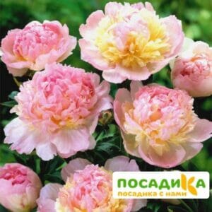 Пион Распберри Сандей (Paeonia Raspberry Sundae) купить по цене от 959р. в интернет-магазине «Посадика» с доставкой почтой в в Шатурае и по всей России – [изображение №1].