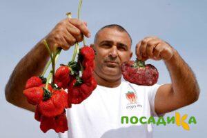 Клубника Гигант Джорнея купить по цене от 266р. в интернет-магазине «Посадика» с доставкой почтой в в Шатурае и по всей России – [изображение №1].