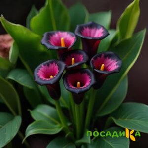 Калла Аура Лейс купить по цене от 400р. в интернет-магазине «Посадика» с доставкой почтой в в Шатурае и по всей России – [изображение №1].