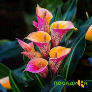 Калла Оникс купить по цене от 450р. в интернет-магазине «Посадика» с доставкой почтой в в Шатурае и по всей России – [изображение №1].
