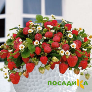 Клубника Рубиновый Шепот (горшечная) купить по цене от 240р. в интернет-магазине «Посадика» с доставкой почтой в в Шатурае и по всей России – [изображение №1].