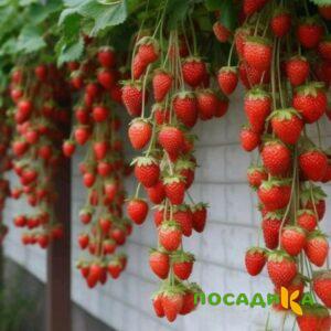 Клубника вьющаяся Комплимент купить по цене от 470р. в интернет-магазине «Посадика» с доставкой почтой в в Шатурае и по всей России – [изображение №1].
