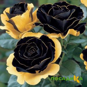 Роза Ханни Сикл купить по цене от 700р. в интернет-магазине «Посадика» с доставкой почтой в в Шатурае и по всей России – [изображение №1].