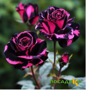 Роза Багровый Шепот купить по цене от 366р. в интернет-магазине «Посадика» с доставкой почтой в в Шатурае и по всей России – [изображение №1].