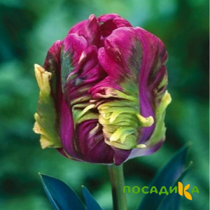 Тюльпан Экзотик Хэвен купить по цене от 186р. в интернет-магазине «Посадика» с доставкой почтой в в Шатурае и по всей России – [изображение №1].