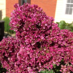 Флокс Филингс купить по цене от 329р. в интернет-магазине «Посадика» с доставкой почтой в в Шатурае и по всей России – [изображение №1].