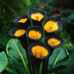 Калла Легато купить по цене от 620р. в интернет-магазине «Посадика» с доставкой почтой в в Шатурае и по всей России – [изображение №1].