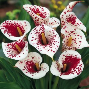 Калла Эмпайр купить по цене от 302р. в интернет-магазине «Посадика» с доставкой почтой в в Шатурае и по всей России – [изображение №1].