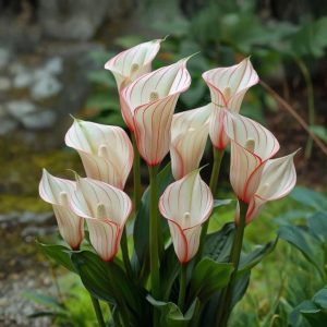 Калла Глейшер купить по цене от 299р. в интернет-магазине «Посадика» с доставкой почтой в в Шатурае и по всей России – [изображение №1].