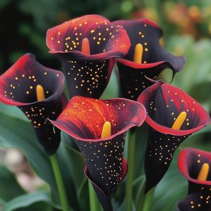 Калла Нуар купить по цене от 299р. в интернет-магазине «Посадика» с доставкой почтой в в Шатурае и по всей России – [изображение №1].