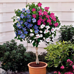 Гибискус-Дерево Триколор купить по цене от 289р. в интернет-магазине «Посадика» с доставкой почтой в в Шатурае и по всей России – [изображение №1].