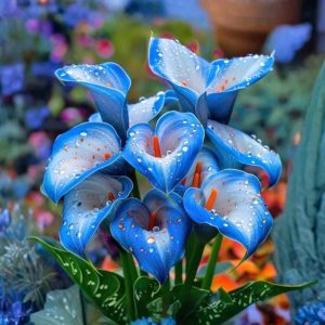 Калла Портрейт купить по цене от 292р. в интернет-магазине «Посадика» с доставкой почтой в в Шатурае и по всей России – [изображение №1].