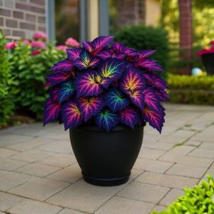 Хоста Фрости Блю купить по цене от 389р. в интернет-магазине «Посадика» с доставкой почтой в в Шатурае и по всей России – [изображение №1].