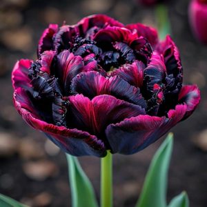 Тюльпан Фламинго купить по цене от 500р. в интернет-магазине «Посадика» с доставкой почтой в в Шатурае и по всей России – [изображение №1].