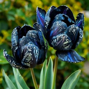 Тюльпан Блю Фог купить по цене от 500р. в интернет-магазине «Посадика» с доставкой почтой в в Шатурае и по всей России – [изображение №1].