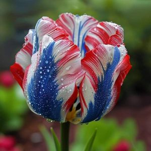 Тюльпан Ремс Сенсейшн купить по цене от 219р. в интернет-магазине «Посадика» с доставкой почтой в в Шатурае и по всей России – [изображение №1].