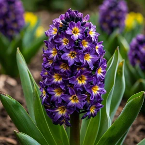 Гиацинт Вельвет Колор купить по цене от 2099р. в интернет-магазине «Посадика» с доставкой почтой в в Шатурае и по всей России – [изображение №1].