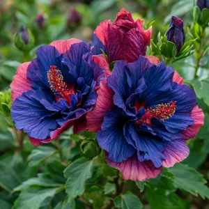 Гибискус Роуз Шайн купить по цене от 360р. в интернет-магазине «Посадика» с доставкой почтой в в Шатурае и по всей России – [изображение №1].