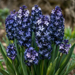 Гиацинт Блум Клауд купить по цене от 2099р. в интернет-магазине «Посадика» с доставкой почтой в в Шатурае и по всей России – [изображение №1].