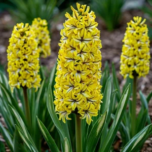 Гиацинт Сансет Голд купить по цене от 2099р. в интернет-магазине «Посадика» с доставкой почтой в в Шатурае и по всей России – [изображение №1].