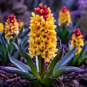 Гиацинт Миднайт Мистери купить по цене от 2099р. в интернет-магазине «Посадика» с доставкой почтой в в Шатурае и по всей России – [изображение №1].