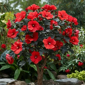 Гибискус Миднайт Роуз купить по цене от 269р. в интернет-магазине «Посадика» с доставкой почтой в в Шатурае и по всей России – [изображение №1].