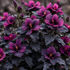 Гибискус Корал Чарм купить по цене от 271р. в интернет-магазине «Посадика» с доставкой почтой в в Шатурае и по всей России – [изображение №1].