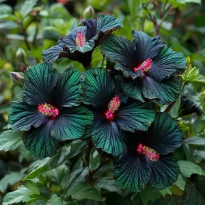 Гибискус Пикок Плюм купить по цене от 490р. в интернет-магазине «Посадика» с доставкой почтой в в Шатурае и по всей России – [изображение №1].