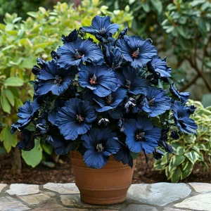 Гибискус Селестиал Флейм купить по цене от 326р. в интернет-магазине «Посадика» с доставкой почтой в в Шатурае и по всей России – [изображение №1].