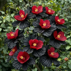 Гибискус Ройял Афеа купить по цене от 460р. в интернет-магазине «Посадика» с доставкой почтой в в Шатурае и по всей России – [изображение №1].