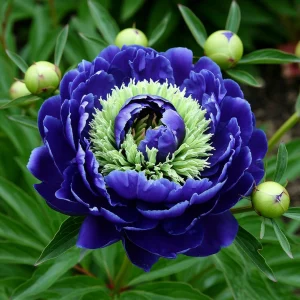 Пион Дримвивер купить по цене от 417р. в интернет-магазине «Посадика» с доставкой почтой в в Шатурае и по всей России – [изображение №1].