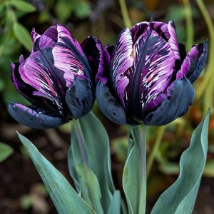 Тюльпан Блэк Каньон купить по цене от 305р. в интернет-магазине «Посадика» с доставкой почтой в в Шатурае и по всей России – [изображение №1].