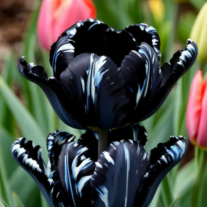 Тюльпан Шелк Нуар купить по цене от 219р. в интернет-магазине «Посадика» с доставкой почтой в в Шатурае и по всей России – [изображение №1].