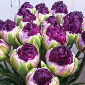 Тюльпан Анаконда купить по цене от 450р. в интернет-магазине «Посадика» с доставкой почтой в в Шатурае и по всей России – [изображение №1].