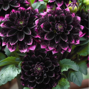 Георгин Лаванда Лейс купить по цене от 679р. в интернет-магазине «Посадика» с доставкой почтой в в Шатурае и по всей России – [изображение №1].