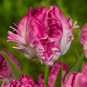 Тюльпан махровый Кул Кристал купить по цене от 400р. в интернет-магазине «Посадика» с доставкой почтой в в Шатурае и по всей России – [изображение №1].