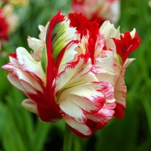 Тюльпан Эстелла Рижнвельд купить по цене от 500р. в интернет-магазине «Посадика» с доставкой почтой в в Шатурае и по всей России – [изображение №1].