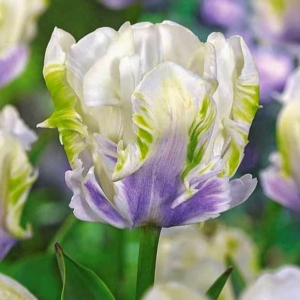 Тюльпан Уайт Лизарт купить по цене от 360р. в интернет-магазине «Посадика» с доставкой почтой в в Шатурае и по всей России – [изображение №1].