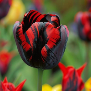 Тюльпан Блэк Перрот купить по цене от 351р. в интернет-магазине «Посадика» с доставкой почтой в в Шатурае и по всей России – [изображение №1].