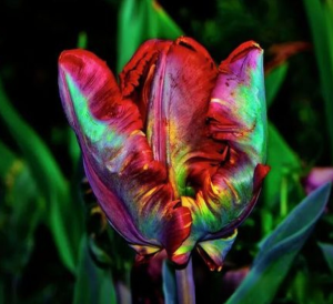 Тюльпан Эирпрайз купить по цене от 270р. в интернет-магазине «Посадика» с доставкой почтой в в Шатурае и по всей России – [изображение №1].