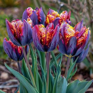 Тюльпан Опал Дрим купить по цене от 207р. в интернет-магазине «Посадика» с доставкой почтой в в Шатурае и по всей России – [изображение №1].